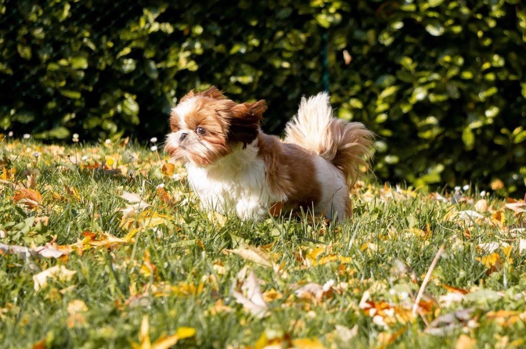 Reine lola de l'air salin